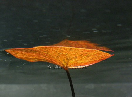 Nymphaea lotus 'Red'